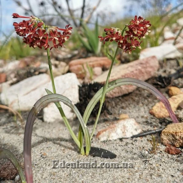 Кодоноріза мікранта - Codonorhiza micrantha