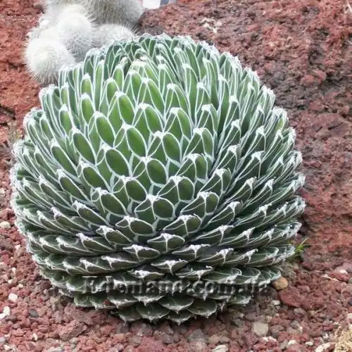 Зображення загальний вигляд