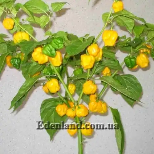 Изображение Перец Тринидад Моруга Скорпион Желтый - Capsicum Trinidad Moruga Scorpion Yellow