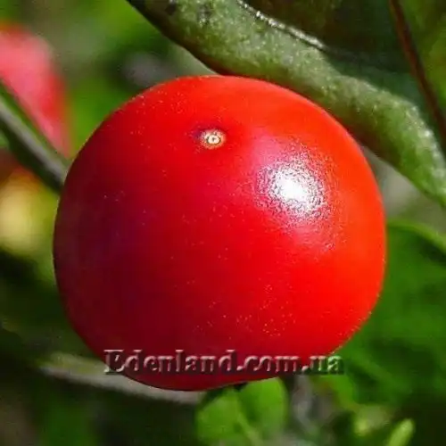 Зображення Перець гострий сорт Бабине літо