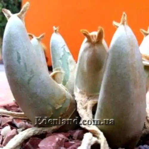 Изображение в период покоя