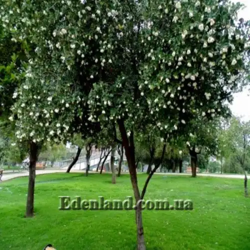 Изображение Кринодендрон Патагуа - Crinodendron patagua