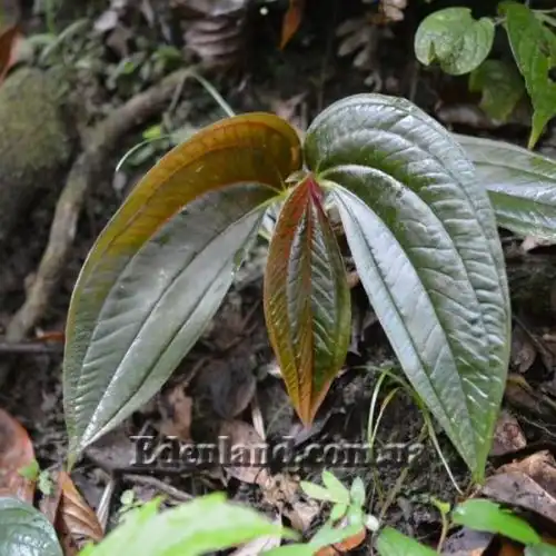 Изображение Центрадения крупнолистная - Centradenia grandifolia