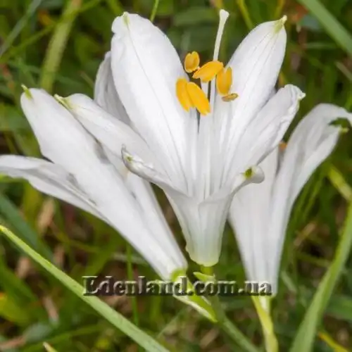 Изображение Парадизея лилейная - Paradisea liliastrum