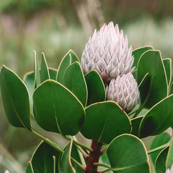 Изображение Протея цинаровидная  - Protea cynaroides