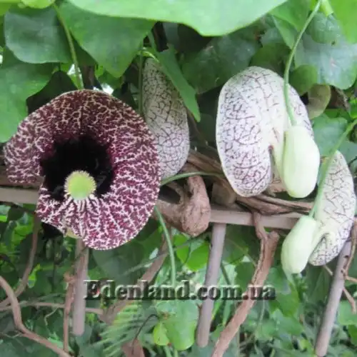 Зображення Аристолохія елегантна - Aristolochia elegans