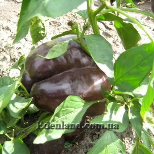 Изображение Перец сладкий Черный конь