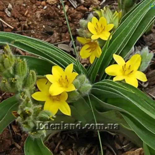 Изображение Гипоксис гемерокаллисовидный - Hypoxis hemerocallidea