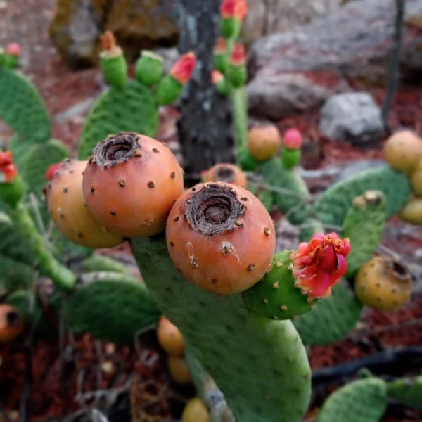 Зображення Тацинга неприємна - Tacinga inamoena 