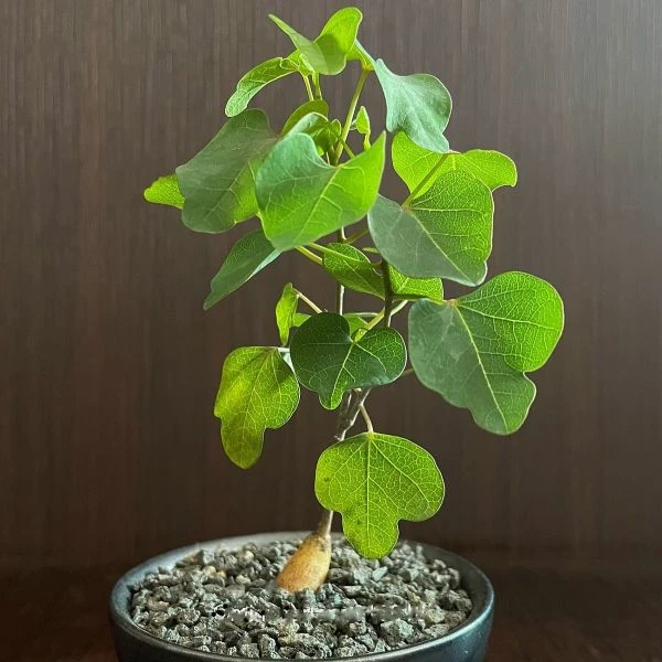 Зображення Аденія ісалоенсіс - Adenia isaloensis 