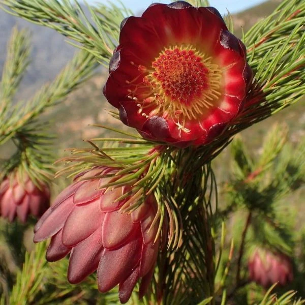 Изображение Протея карликовая  - Protea nana 