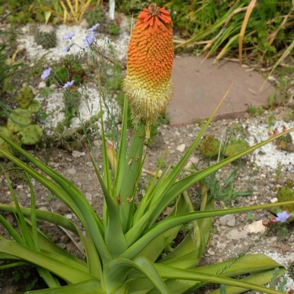 Зображення Кніпхофія Норт - Kniphofia northiae