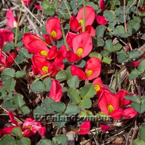 Изображение Кеннедия исключительная - Kennedia eximia