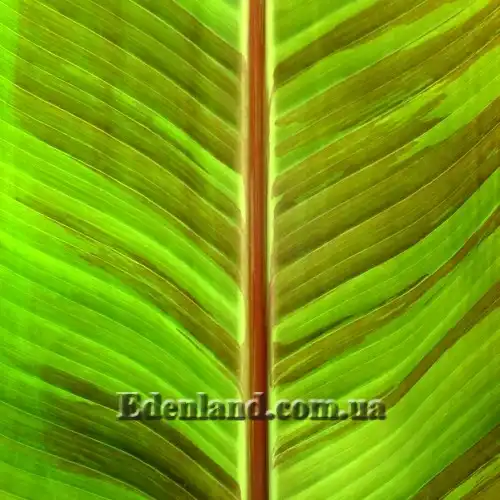 Изображение лист