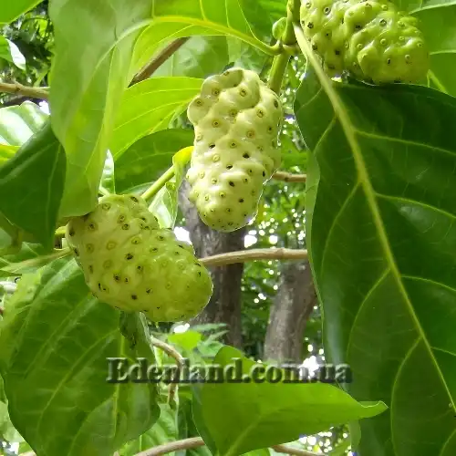 Изображение Моринда цитрусолистная - Morinda citrifolia