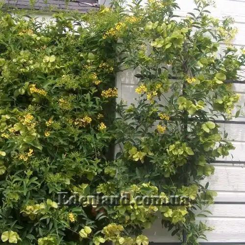 Изображение Масканья крупнокрылая - Mascagnia macroptera