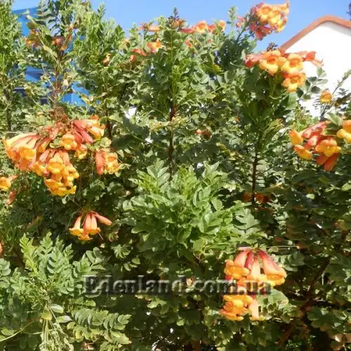 Изображение Текома желтая подвид гуаруме - Tecoma fulva subsp. Guarume