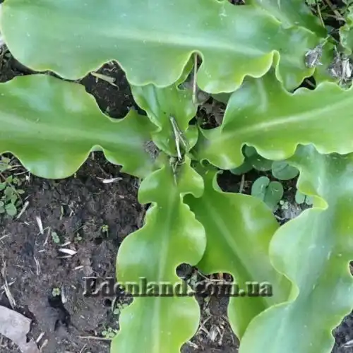 Изображение Вельтгеймия прицветниковая - Veltheimia bracteata 