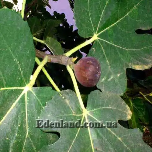 Фікус Каріка (інжир) - Ficus carica