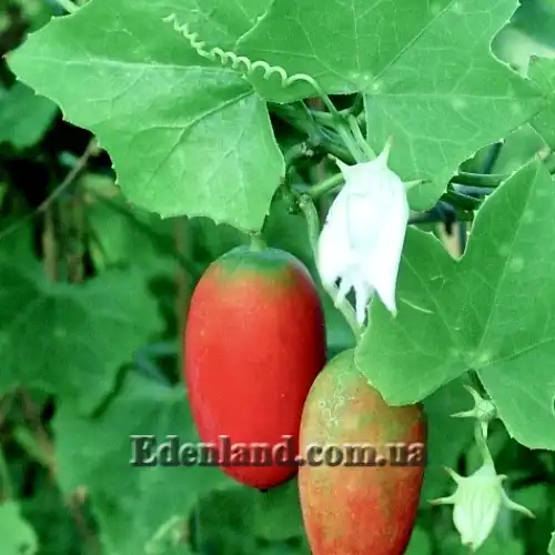 Изображение созревающие плоды