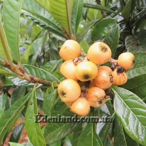 Изображение спелые плоды