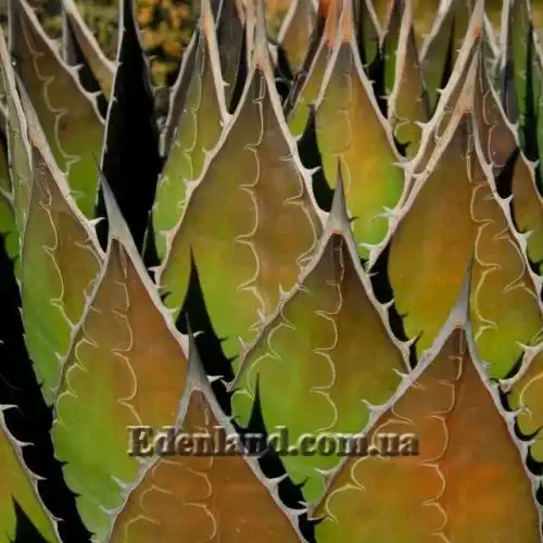 Изображение изменение цвета листа перед цветением