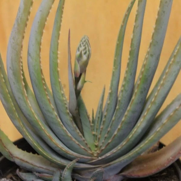 Зображення Алое надлистяне - Aloe suprafoliata 