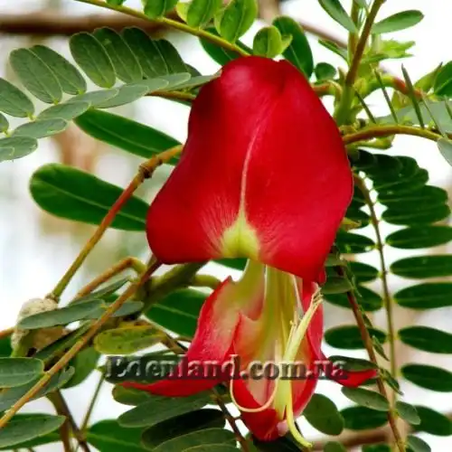 Изображение Сесбания крупноцветковая - Sesbania grandiflora