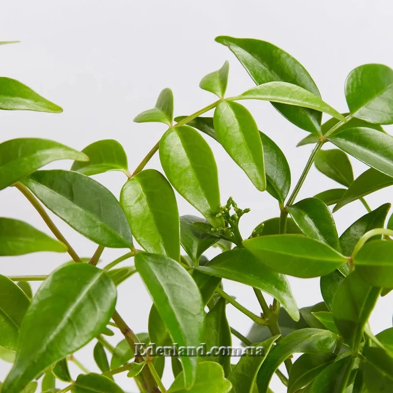 Изображение Пандорея жасминовидная - Pandorea jasminoides