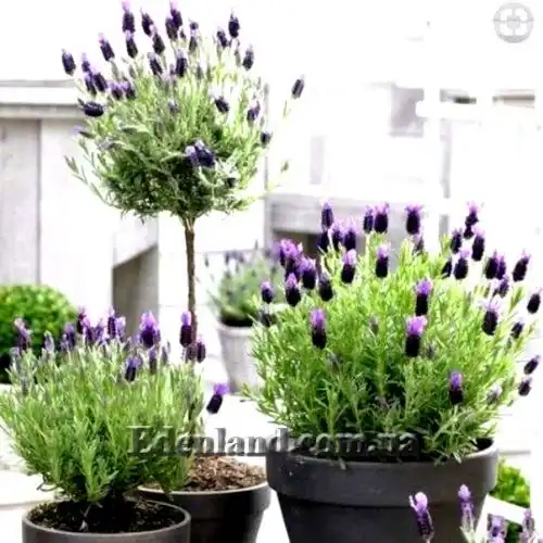 Изображение Лаванда черешчатая - Lavandula pedunculata