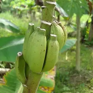 Изображение созревающие плоды