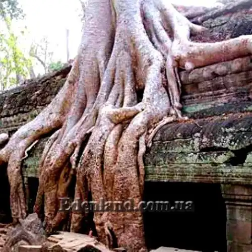 Зображення коріння