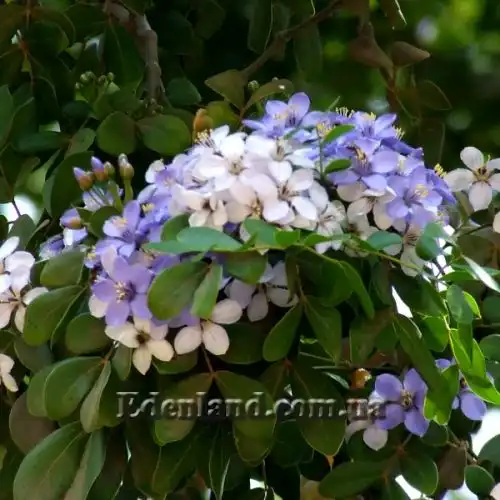 Изображение Гваякум лекарственный - Guaiacum officinale