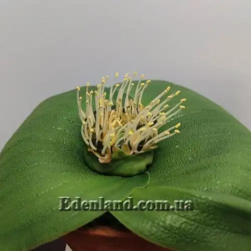 Изображение Массония щетинистая - Massonia echinata