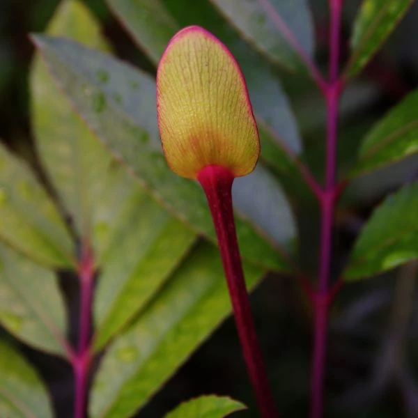 Изображение Кунония капская  - Cunonia capensis 