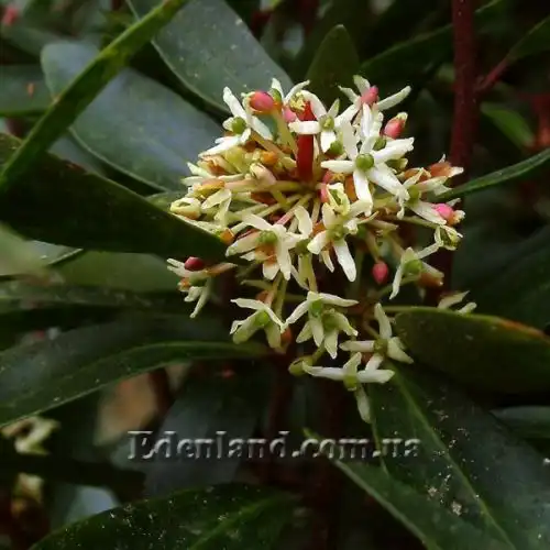 Изображение Дримис ланцетный  - Drimys lanceolata