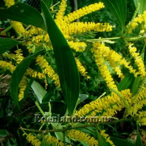 Зображення Акація вушкоподібна - Acacia auriculiformis