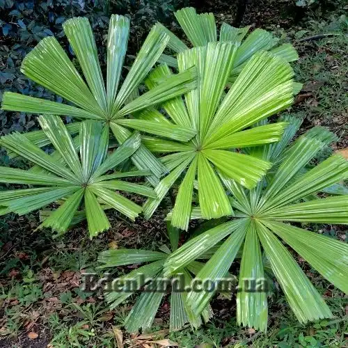 Ликуала Рамсея - Licuala ramsayi