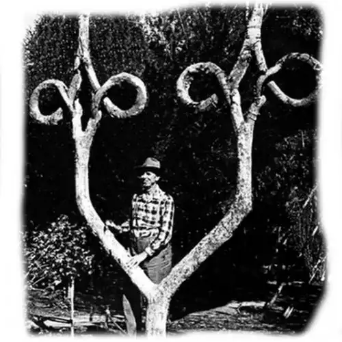 Изображение Цирк деревьев