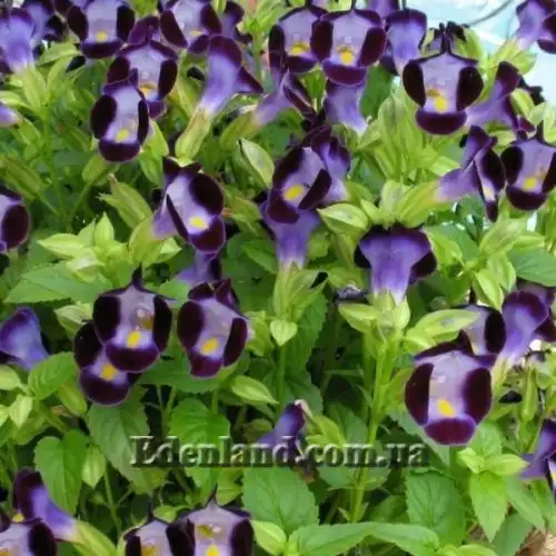 Изображение Торения Фурнье - Torenia fournieri