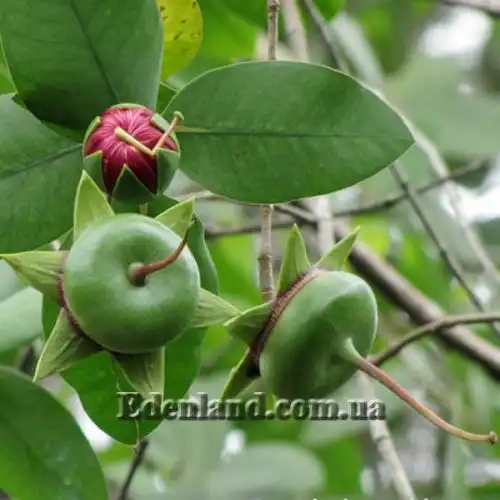 Изображение Соннератия сырная - Sonneratia caseolaris 