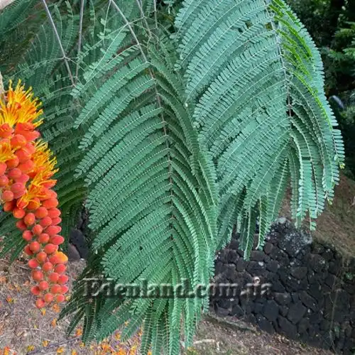 Зображення Кольвілея кістиста - Colvillea racemose