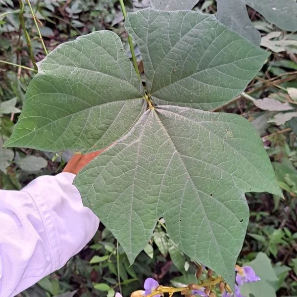 Изображение Пахиризус вырезной   - Pachyrhizus erosus 