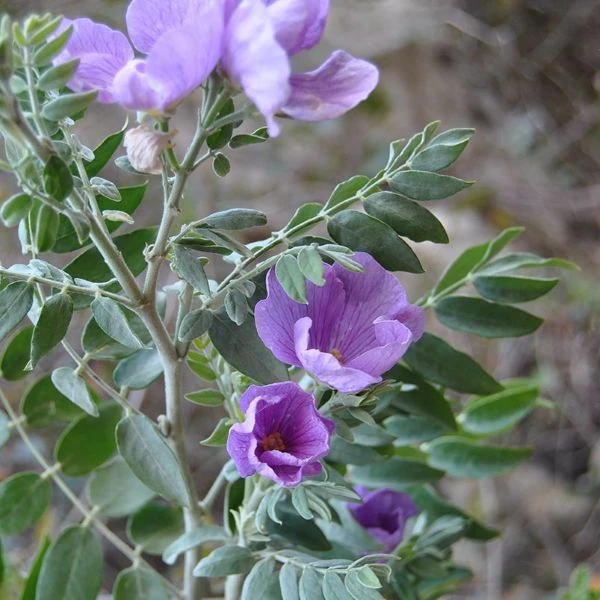 Изображение Моркиллия мексиканская  - Morkillia mexicana