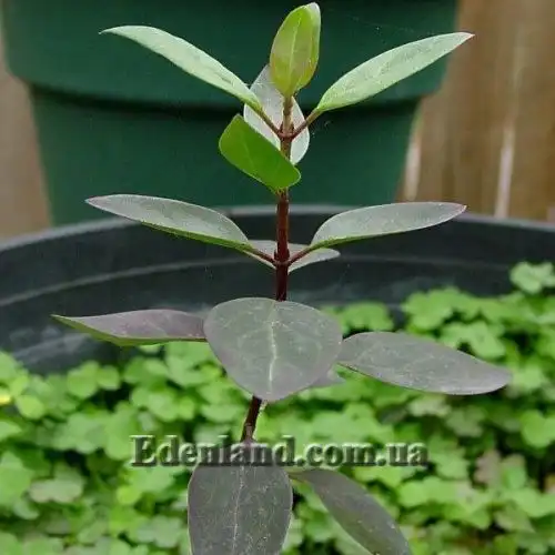 Изображение Гальфимия сизая - Galphimia glauca