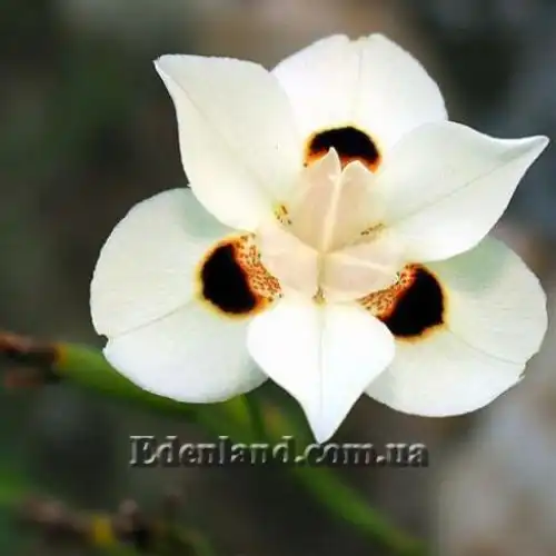 Дієтес двокольоровий - Dietes bicolor