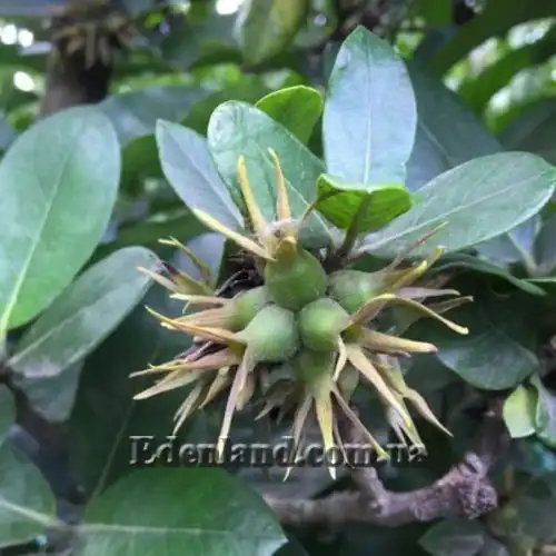 Зображення Бурчелія Бубаліна - Burchellia bubalina