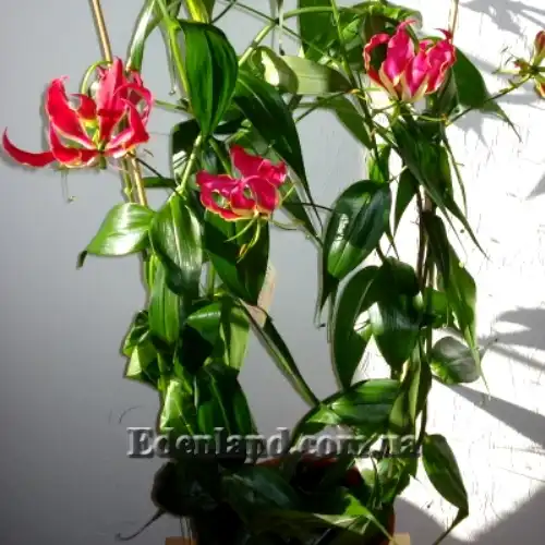 Изображение Глориоза Ротшильда - Gloriosa Rothscildiana