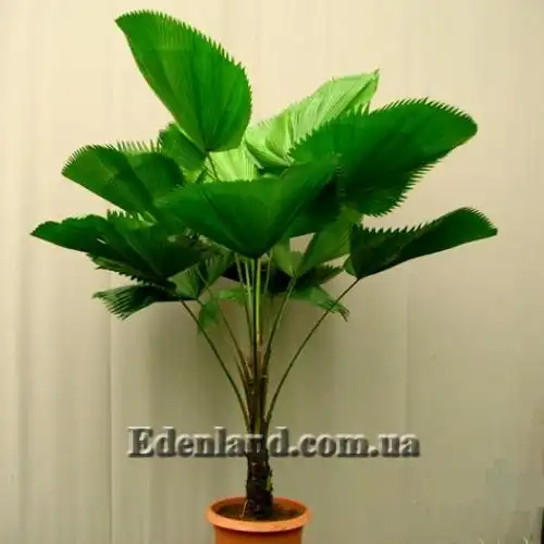 Изображение пальма в горшке