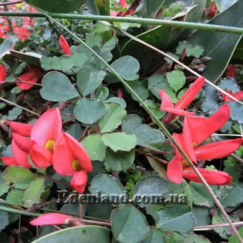 Изображение Кеннедия исключительная - Kennedia eximia